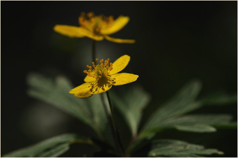 Buschwindröschen, gelb (Anemone ranunculoides)