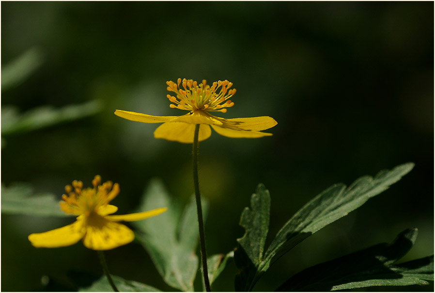 Buschwindröschen, gelb (Anemone ranunculoides)