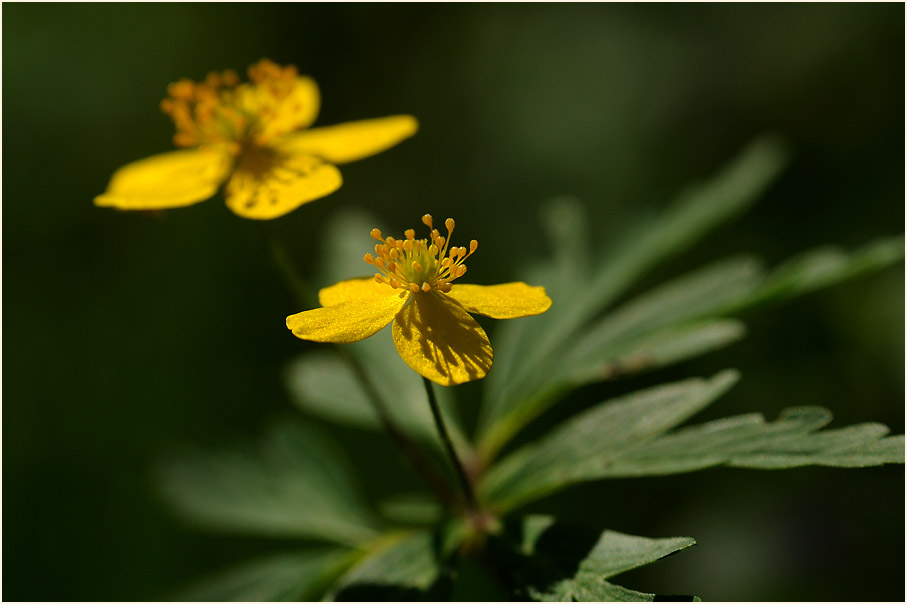 Buschwindröschen, gelb (Anemone ranunculoides)