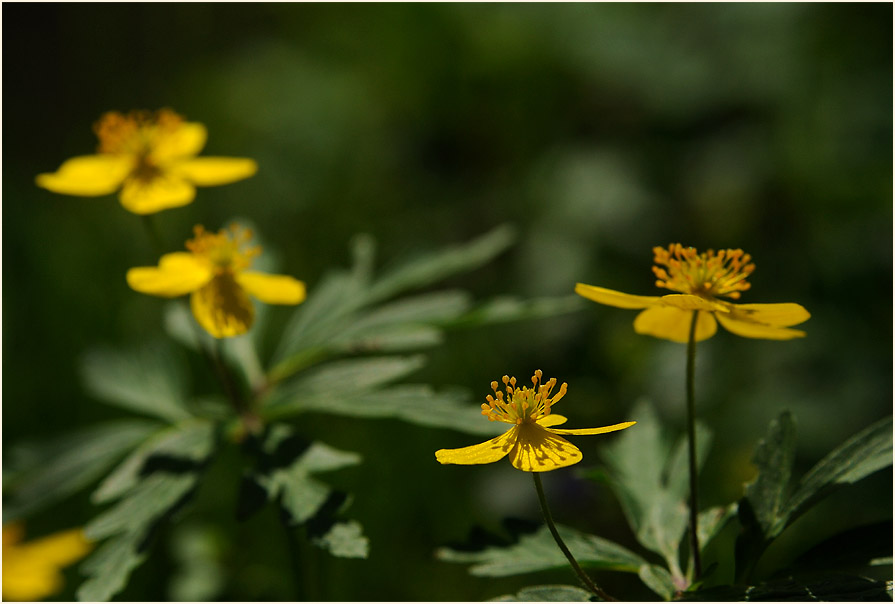 Buschwindröschen, gelb (Anemone ranunculoides)