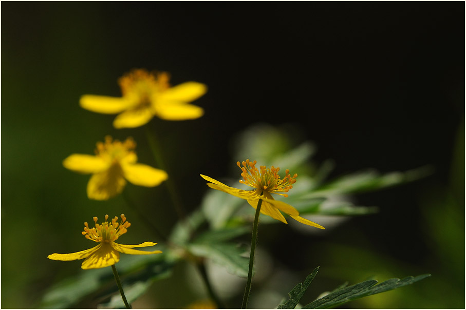 Buschwindröschen, gelb (Anemone ranunculoides)