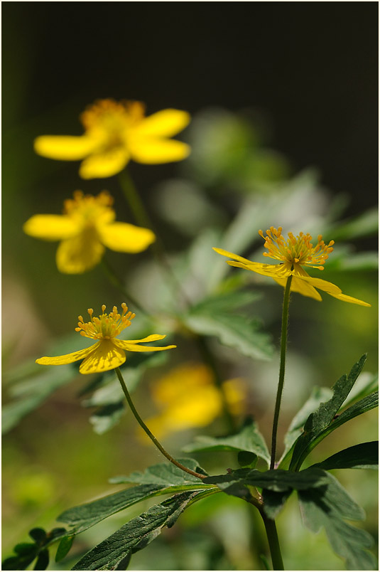 Buschwindröschen, gelb (Anemone ranunculoides)