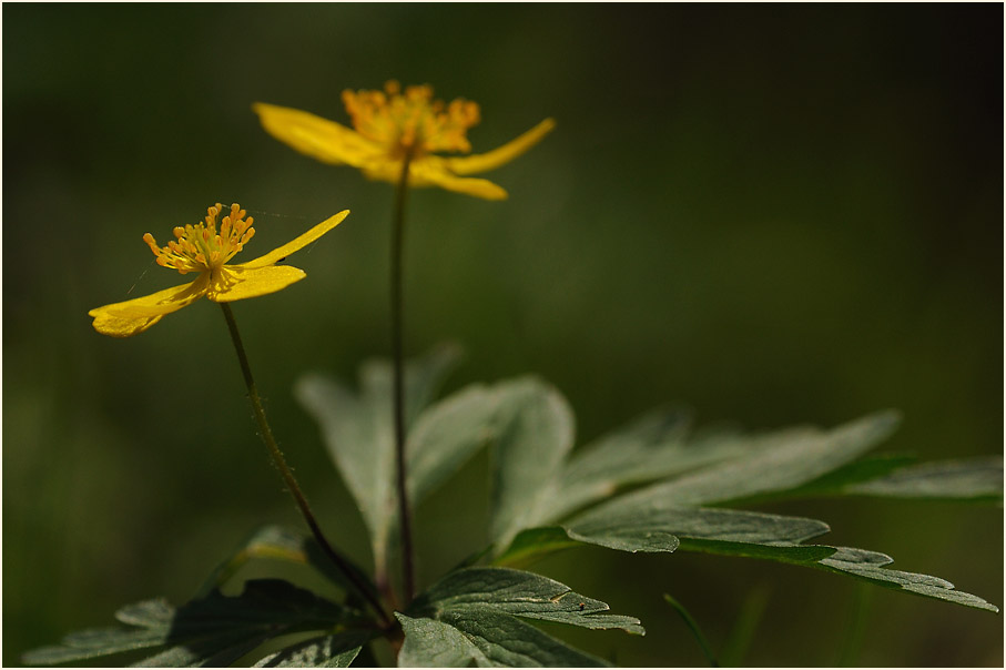 Buschwindröschen, gelb (Anemone ranunculoides)