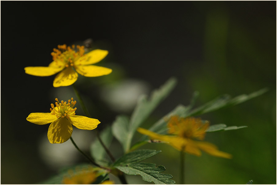 Buschwindröschen, gelb (Anemone ranunculoides)