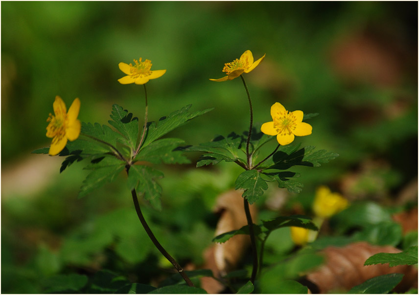 Buschwindröschen, gelb (Anemone ranunculoides)