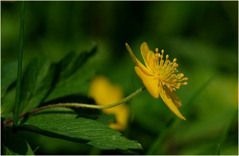 Buschwindröschen, gelb (Anemone ranunculoides)