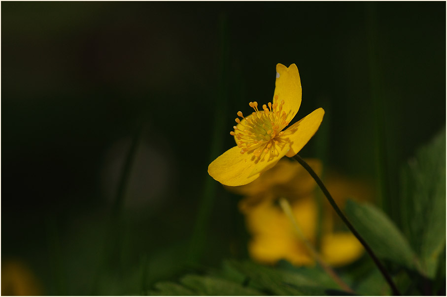 Buschwindröschen, gelb (Anemone ranunculoides)