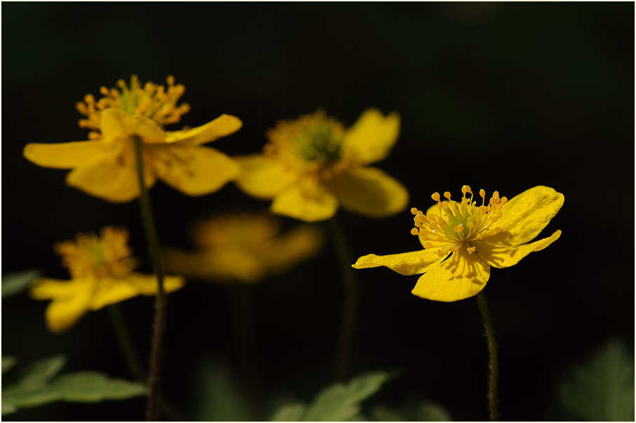 Buschwindröschen, gelb (Anemone ranunculoides)