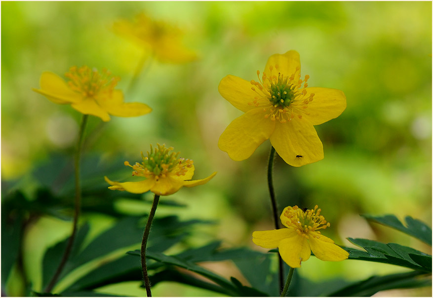 Buschwindröschen, gelb (Anemone ranunculoides)