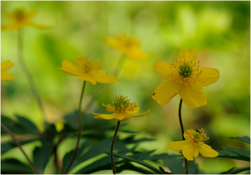 Buschwindröschen, gelb (Anemone ranunculoides)