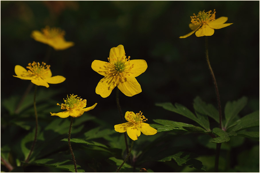 Buschwindröschen, gelb (Anemone ranunculoides)