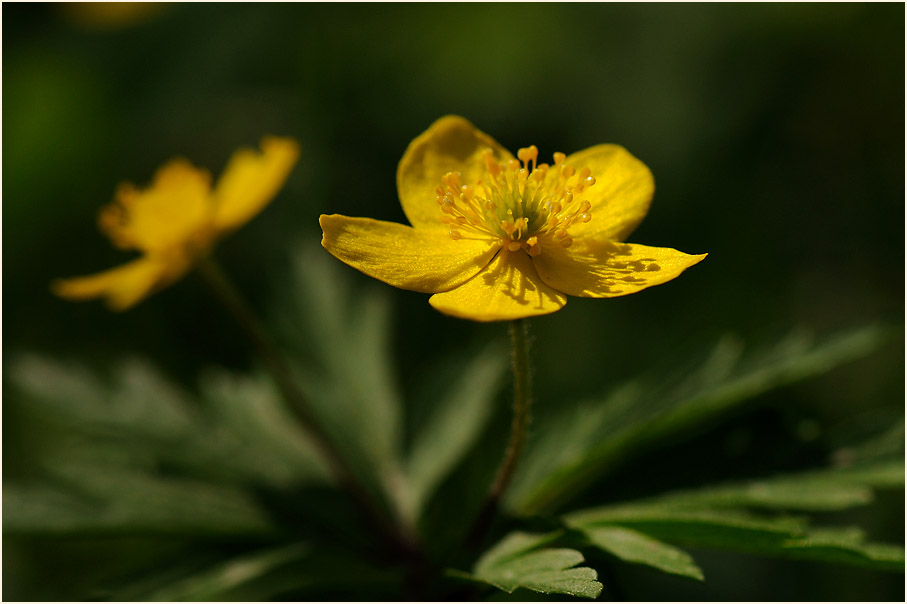 Buschwindröschen, gelb (Anemone ranunculoides)