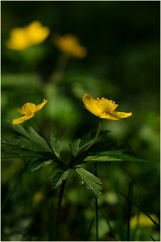 Buschwindröschen, gelb (Anemone ranunculoides)