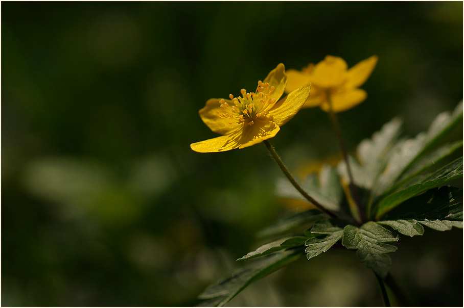 Buschwindröschen, gelb (Anemone ranunculoides)