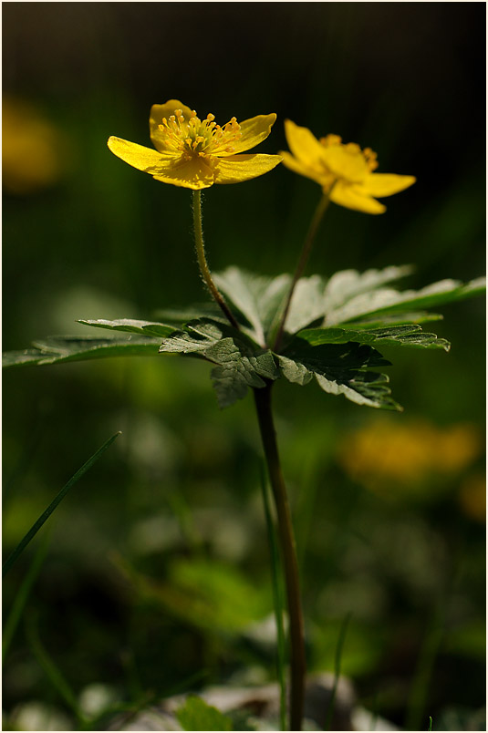 Buschwindröschen, gelb (Anemone ranunculoides)