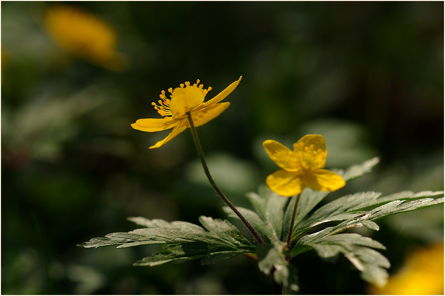 Buschwindröschen, gelb (Anemone ranunculoides)