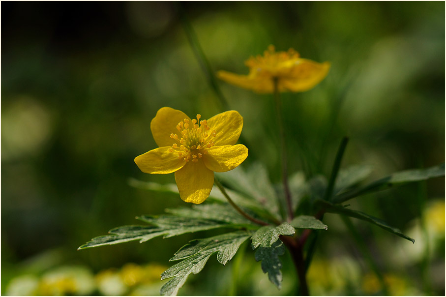 Buschwindröschen, gelb (Anemone ranunculoides)