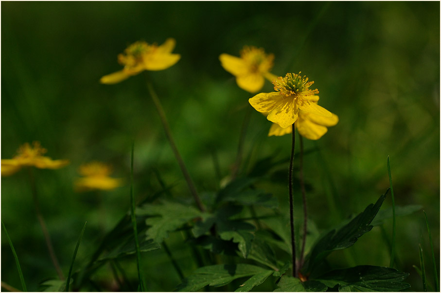 Buschwindröschen, gelb (Anemone ranunculoides)