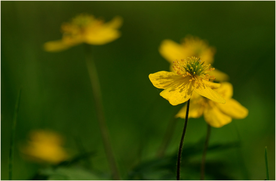 Buschwindröschen, gelb (Anemone ranunculoides)