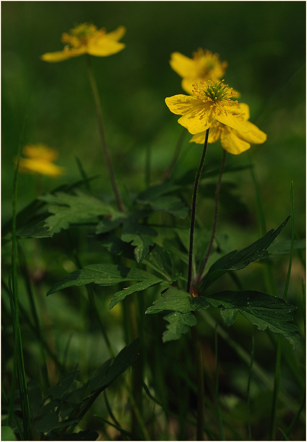 Buschwindröschen, gelb (Anemone ranunculoides)