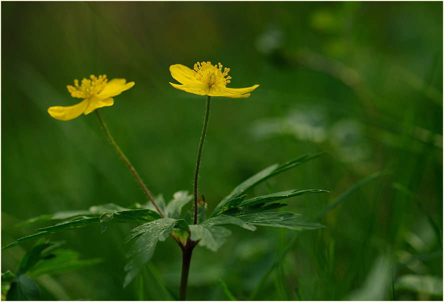 Buschwindröschen, gelb (Anemone ranunculoides)