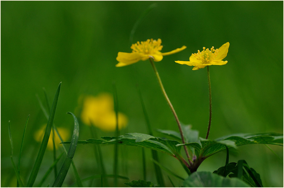 Buschwindröschen, gelb (Anemone ranunculoides)