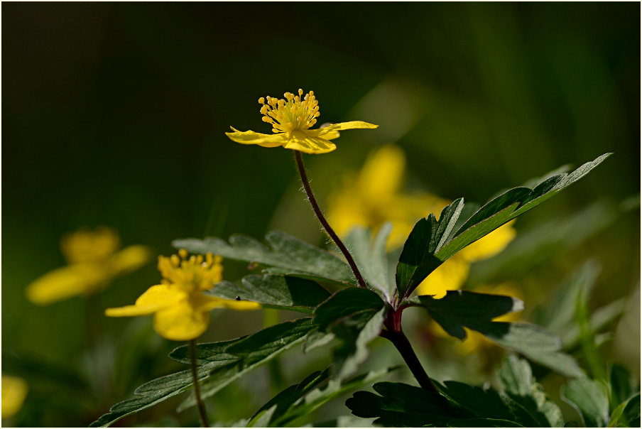 Buschwindröschen, gelb (Anemone ranunculoides)