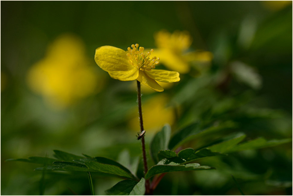 Buschwindröschen, gelb (Anemone ranunculoides)