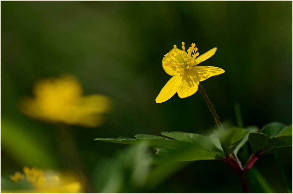 Buschwindröschen, gelb (Anemone ranunculoides)