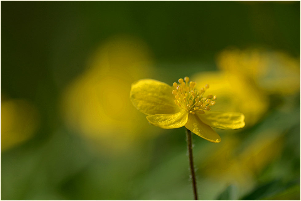 Buschwindröschen, gelb (Anemone ranunculoides)