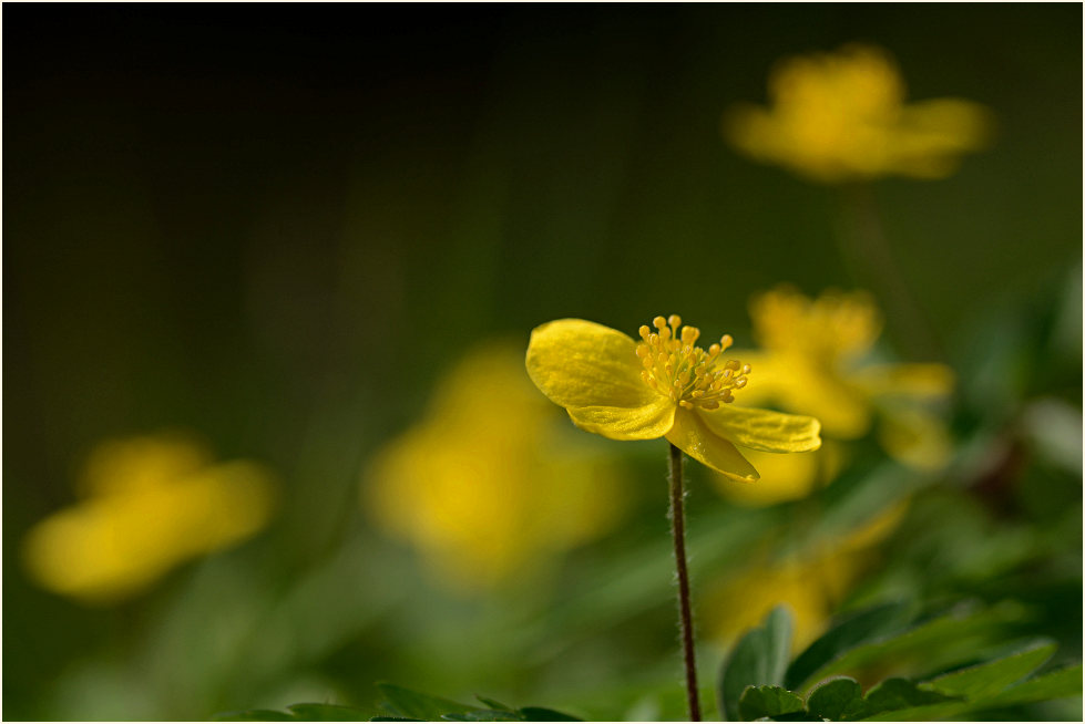 Buschwindröschen, gelb (Anemone ranunculoides)