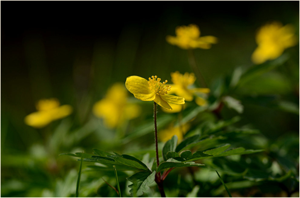 Buschwindröschen, gelb (Anemone ranunculoides)