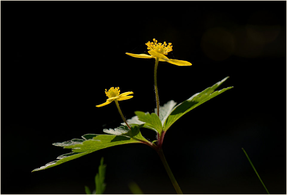 Buschwindröschen, gelb (Anemone ranunculoides)