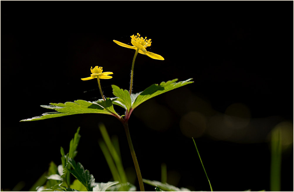 Buschwindröschen, gelb (Anemone ranunculoides)