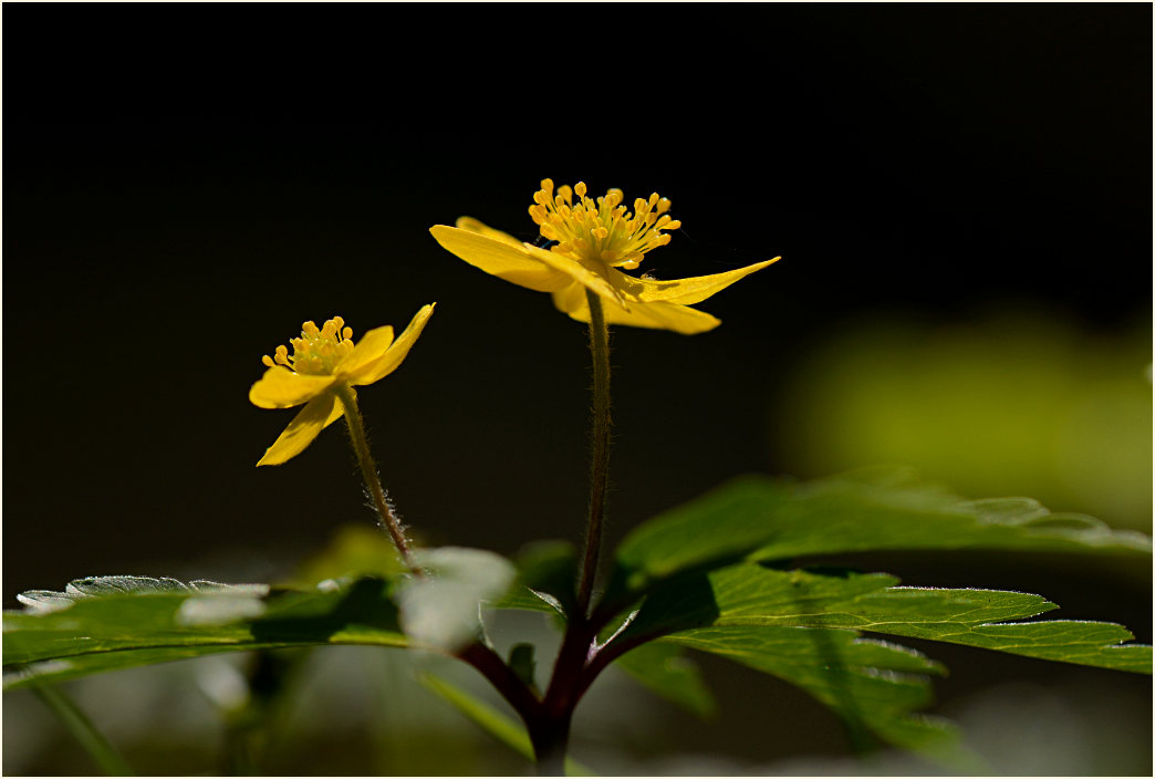 Buschwindröschen, gelb (Anemone ranunculoides)