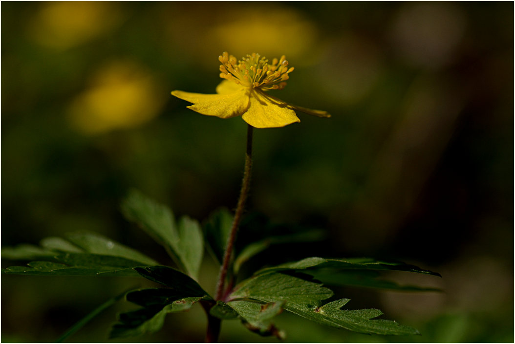 Buschwindröschen, gelb (Anemone ranunculoides)