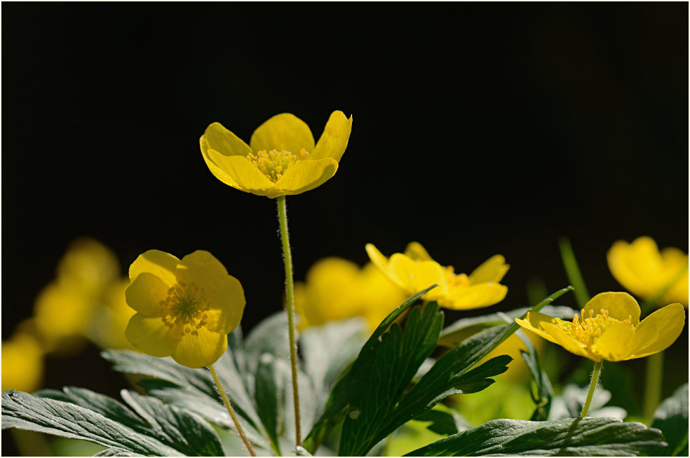 Buschwindröschen, gelb (Anemone ranunculoides)