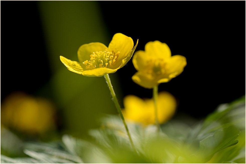 Buschwindröschen, gelb (Anemone ranunculoides)