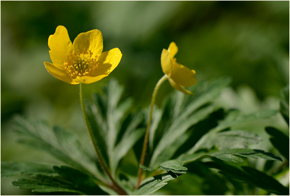 Buschwindröschen, gelb (Anemone ranunculoides)