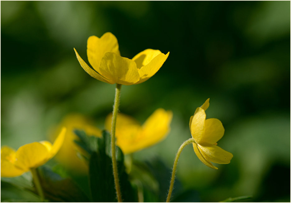 Buschwindröschen, gelb (Anemone ranunculoides)