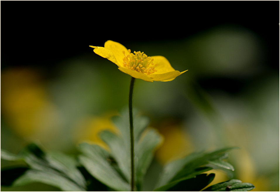 Buschwindröschen, gelb (Anemone ranunculoides)