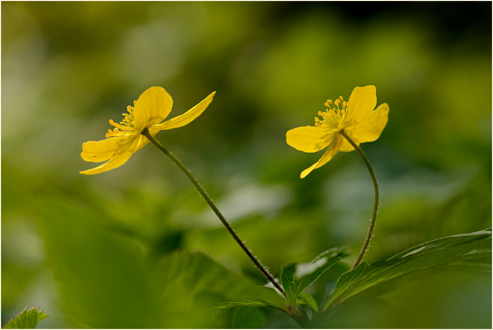 Buschwindröschen, gelb (Anemone ranunculoides)