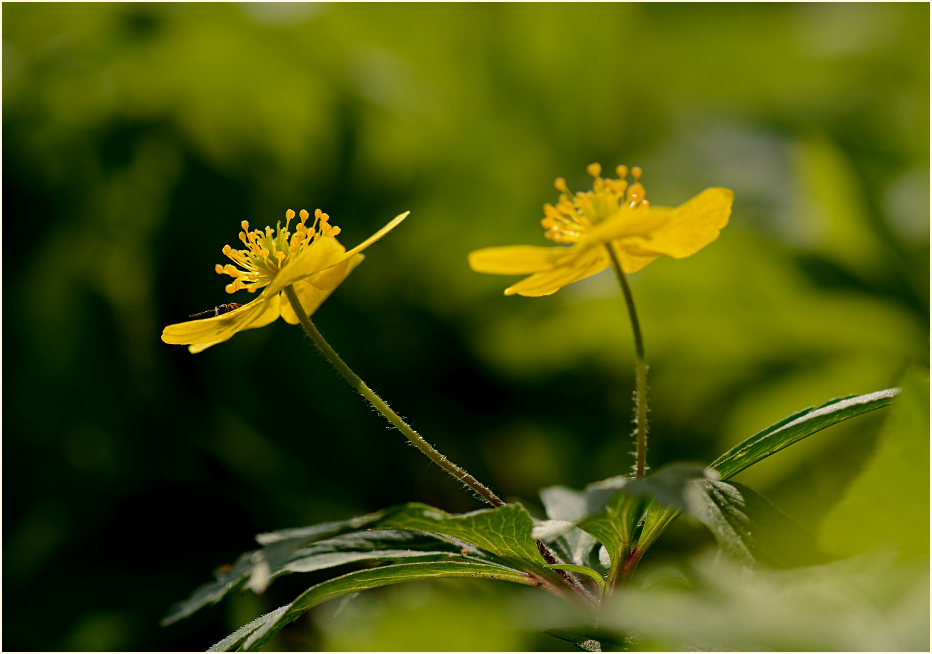 Buschwindröschen, gelb (Anemone ranunculoides)