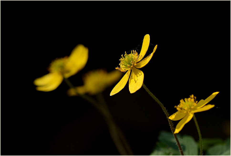 Buschwindröschen, gelb (Anemone ranunculoides)