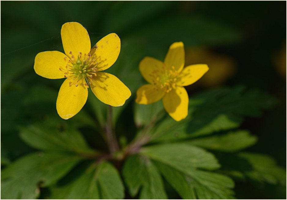 Buschwindröschen, gelb (Anemone ranunculoides)