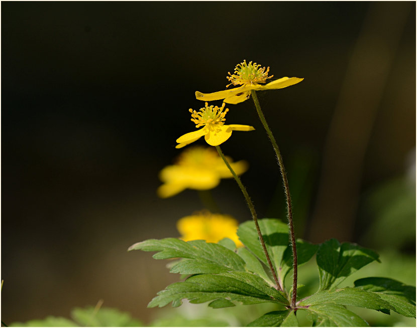 Buschwindröschen, gelb (Anemone ranunculoides)