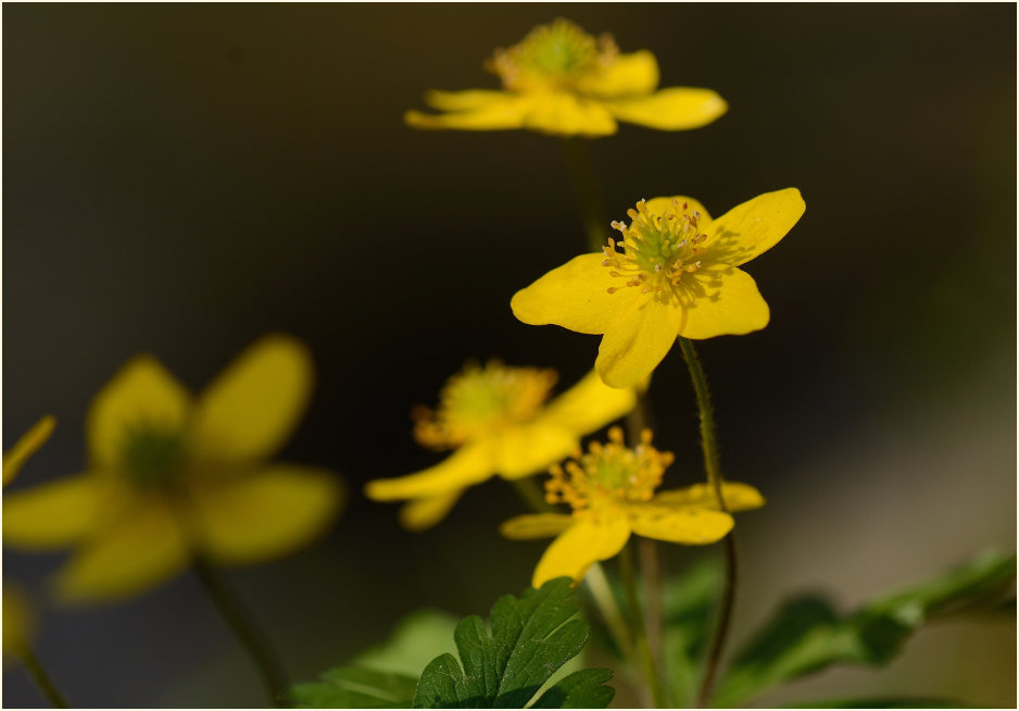 Buschwindröschen, gelb (Anemone ranunculoides)