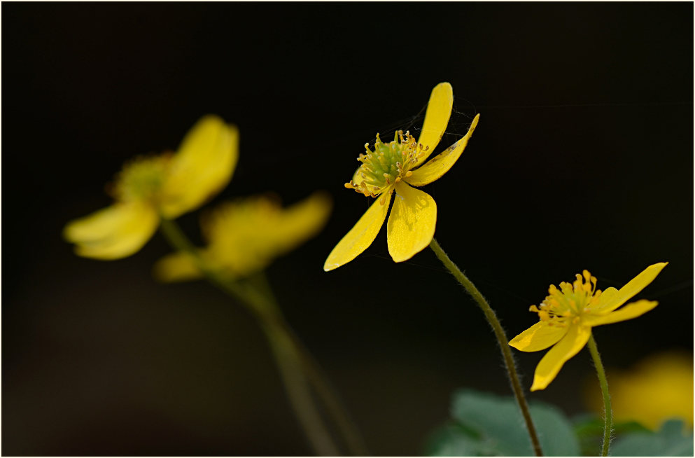 Buschwindröschen, gelb (Anemone ranunculoides)