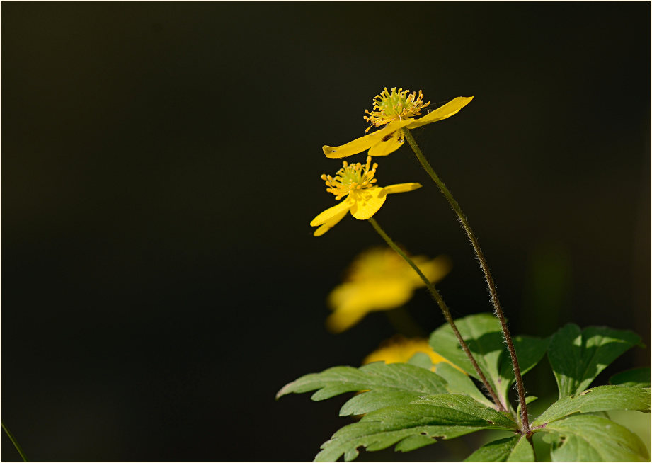 Buschwindröschen, gelb (Anemone ranunculoides)