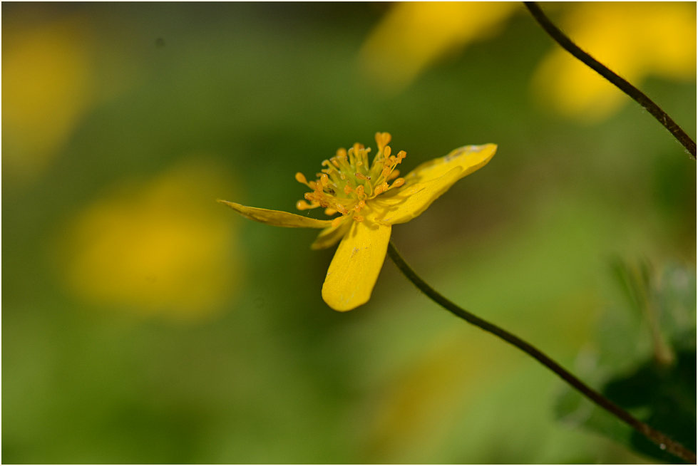 Buschwindröschen, gelb (Anemone ranunculoides)